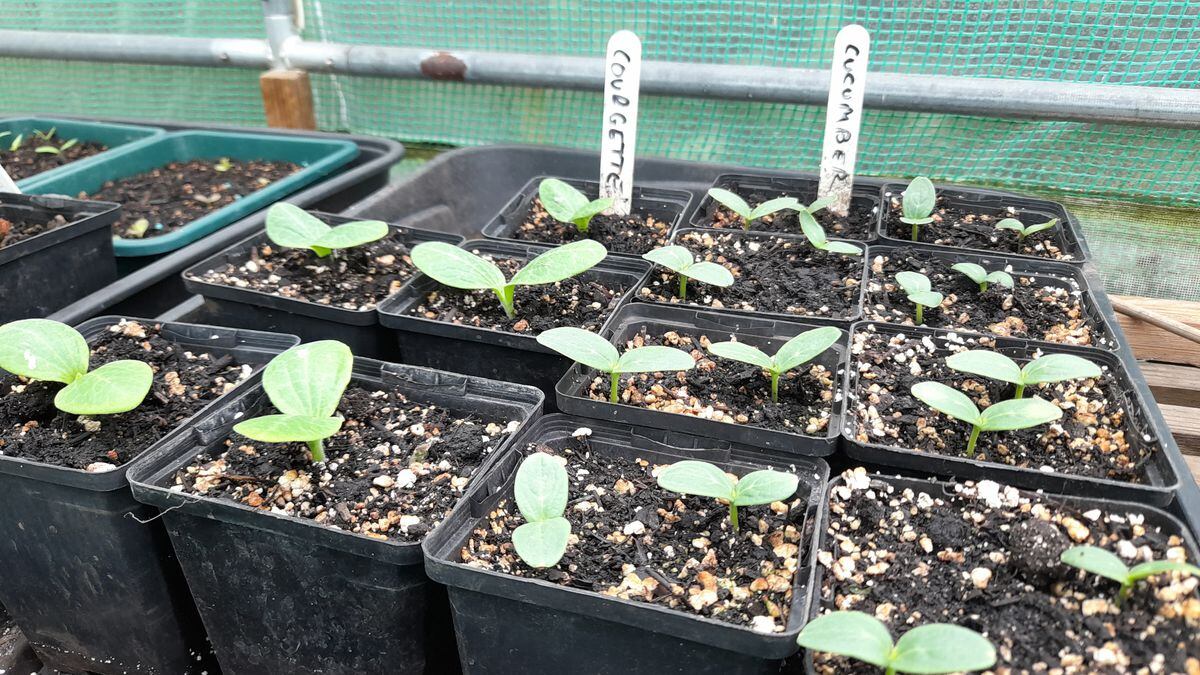 Courgette and cucumber seedlings. (Picture by Paul Savident, 32125272)