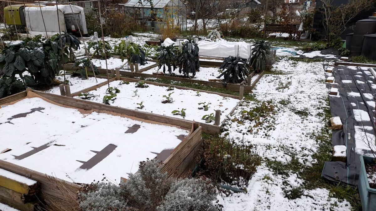 Snow on the plot. (Pictures by Paul Savident) (31576546)