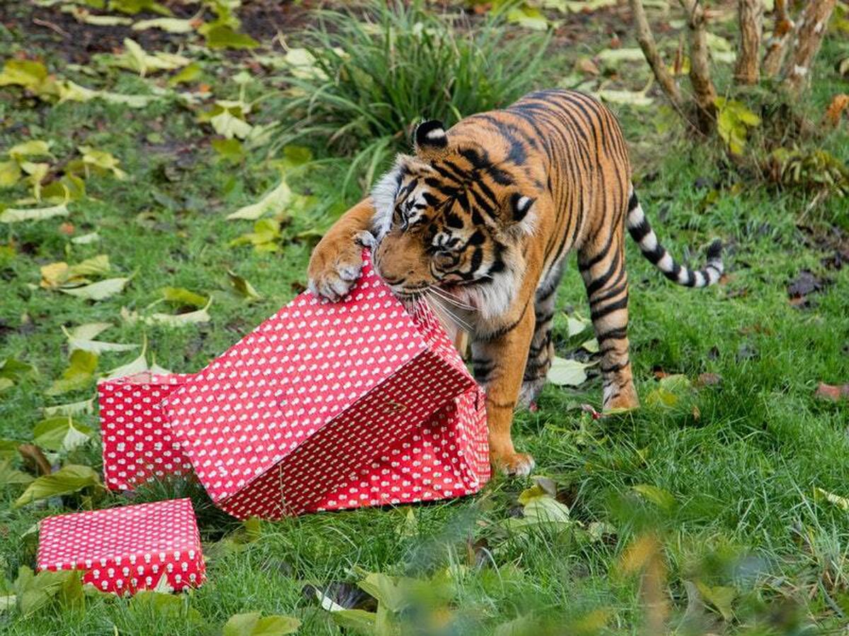 Animals enjoy Christmas treats at London Zoo Guernsey Press