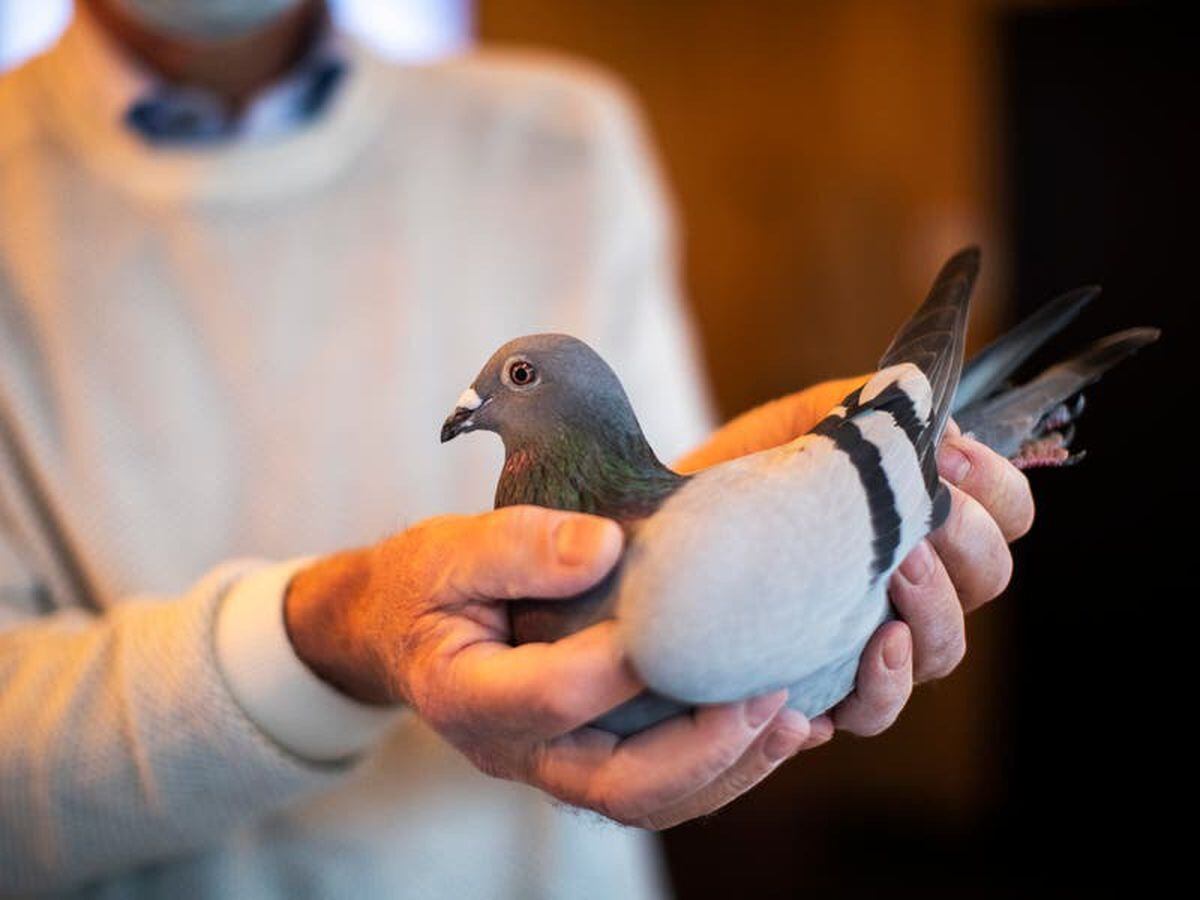 Belgian racing pigeon sells for more than £ 1.4m in auction.