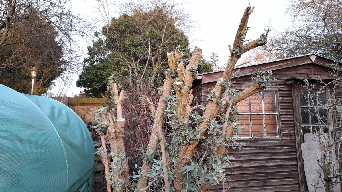 Hard pruned buddleia. (Pictures by Paul Savident) (31847023)