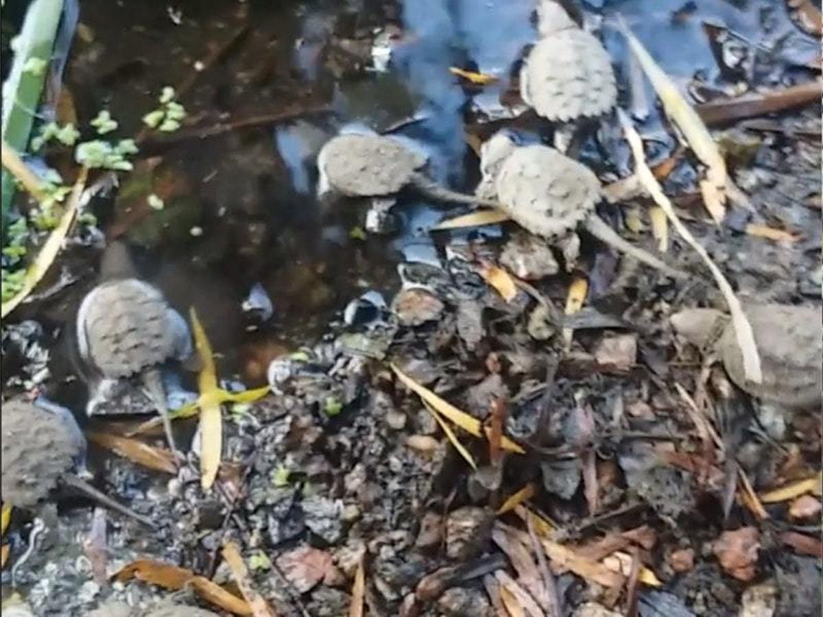 Man films handful of tiny baby turtles swimming for the first time ...