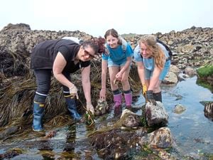 Tracey de la Haye, left, using a hook which was her father’s while ormering near Lihou with daughter Emily, centre, and friend Charlotte Winder.                                                          (Picture by Nigel Baudains, 30727921)