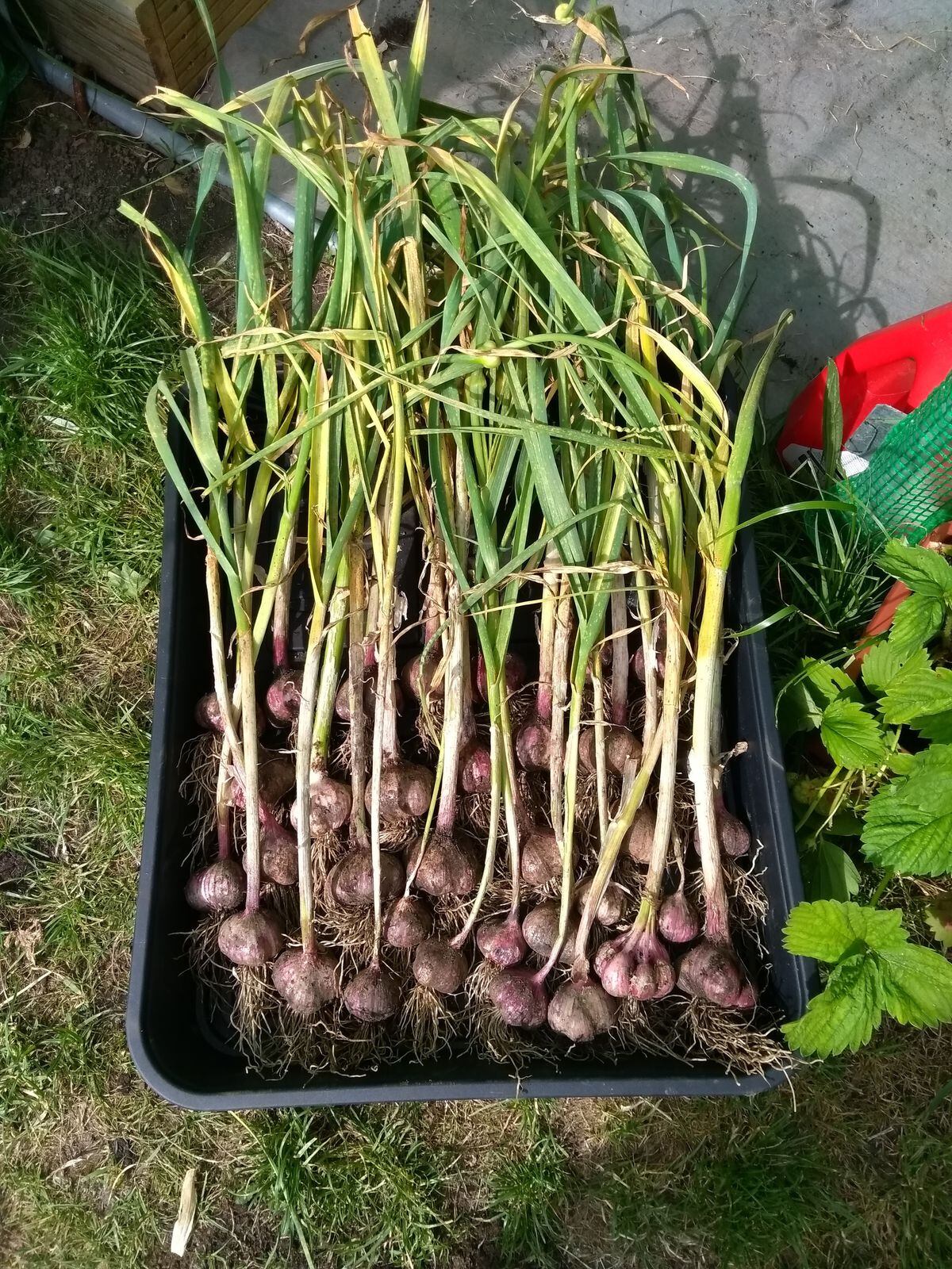 Garlic harvest. (Picture by Paul Savident) (30961373)