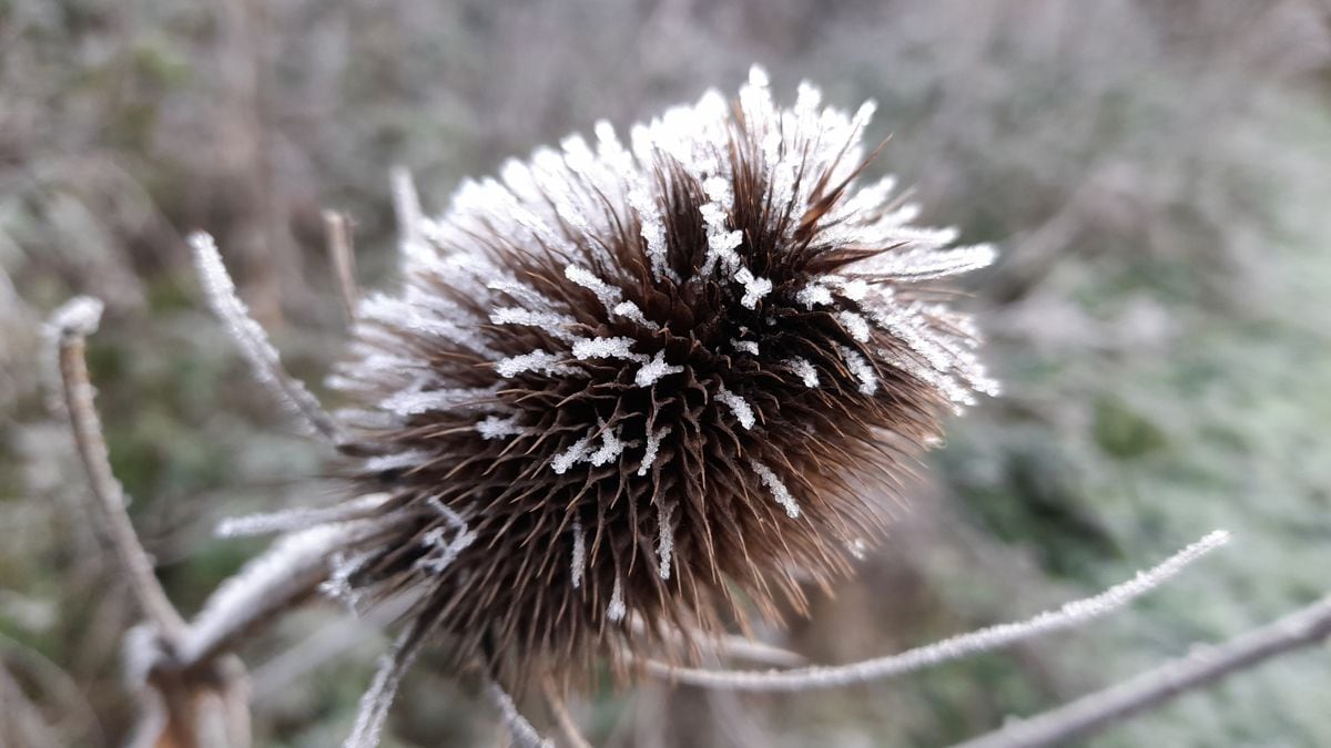 Frost on teasel. (Picture by Paul Savident) (31724998)