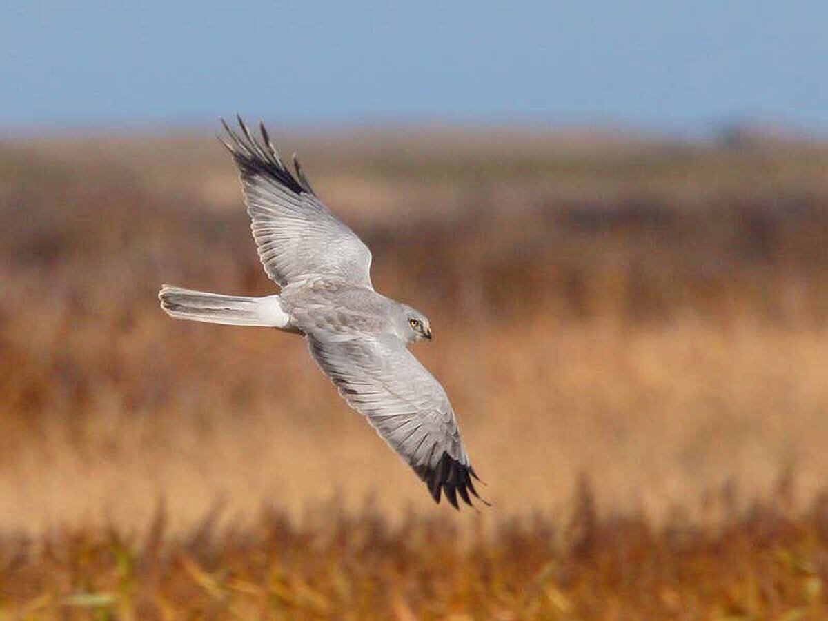 more-than-100-hen-harrier-chicks-fledge-in-england-in-century-high-for