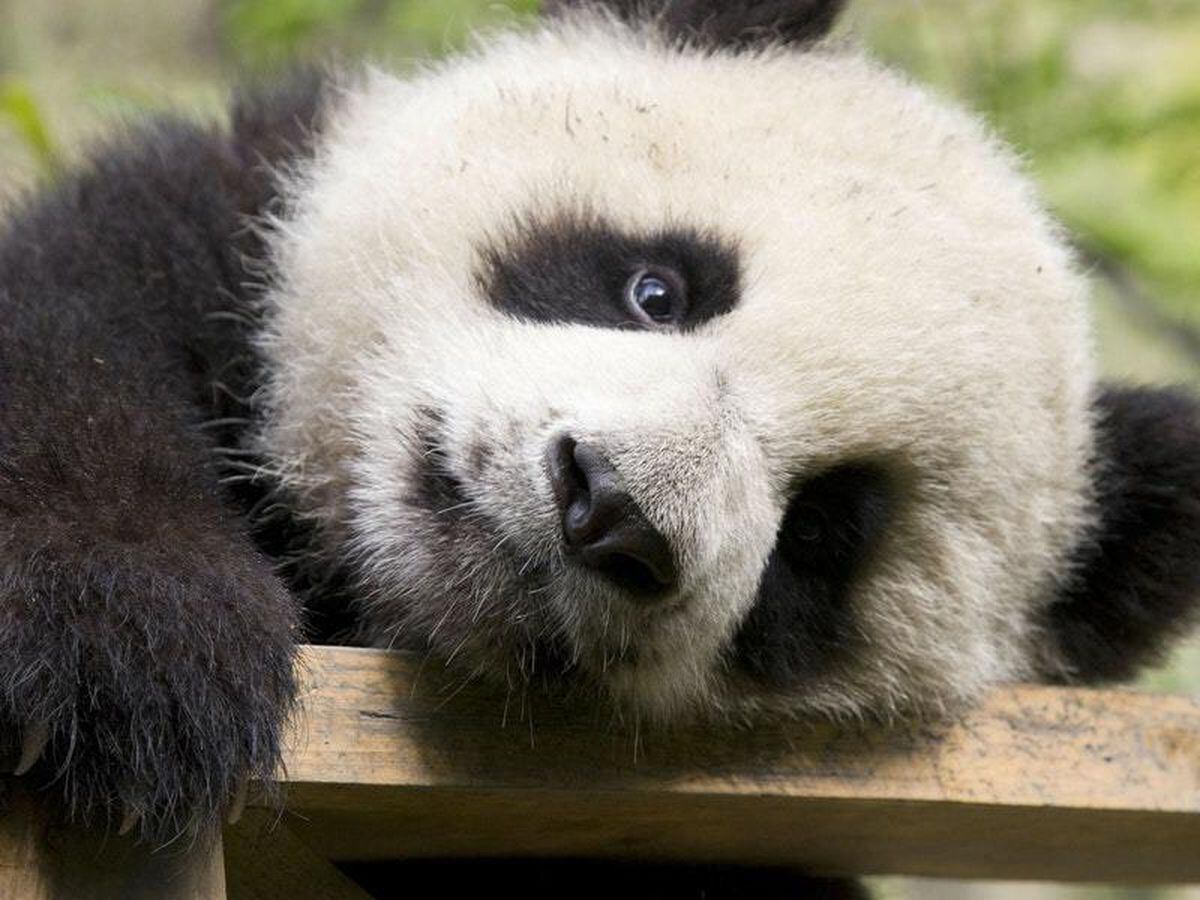 National Zoo in US capital names its baby panda cub | Guernsey Press