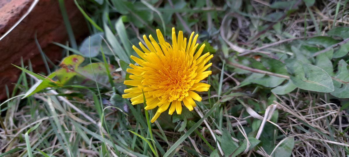 Dandelion bloom at allotment. (Picture by Richard Leighton-Hammond) (30764747)