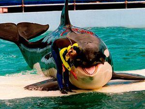 Free Lolita: Campaigners reveal plan to return orca to ocean after 50 years