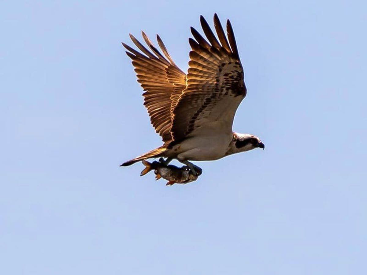 Yorkshire’s first breeding ospreys for centuries ‘nothing short of a miracle’