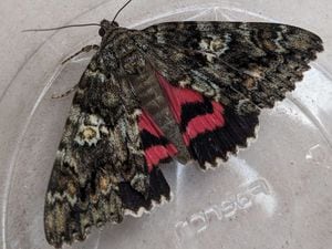 The dark crimson underwing moth found on Alderney for the first time by the Alderney Wildlife Trust. (Picture by Matt Lewis)