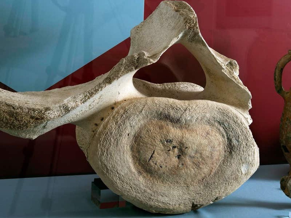 Medieval whale bone discovered at inland castle goes on display