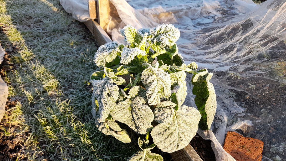 Frosted brassicas.(Picture by Paul Savident) (31725006)