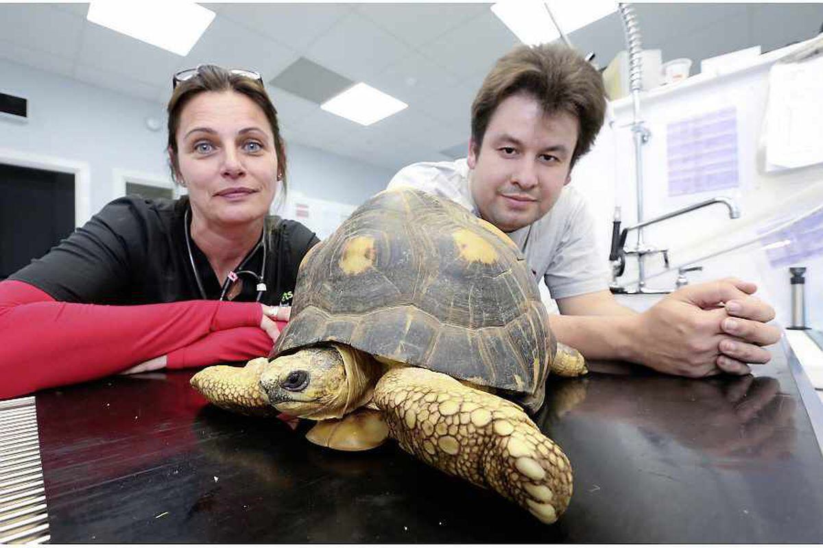 Durrell tortoise here for CT scan | Guernsey Press