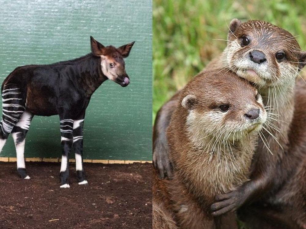 Zoos and aquariums are re-branding their animals and the results are
