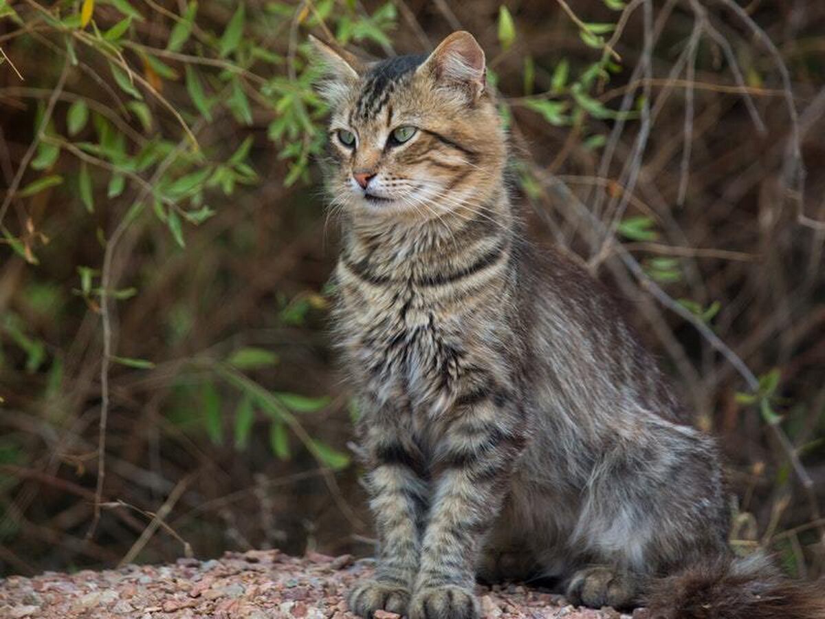 This US news report about a ‘cougar’ on the loose is the best thing you ...