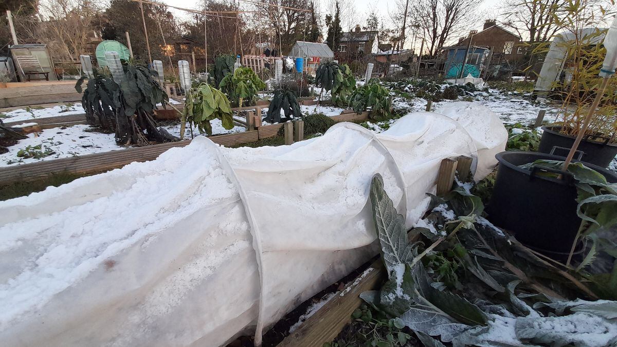 Fleece tunnel covering broad beans. (Picture by Paul Savident) (31576458)