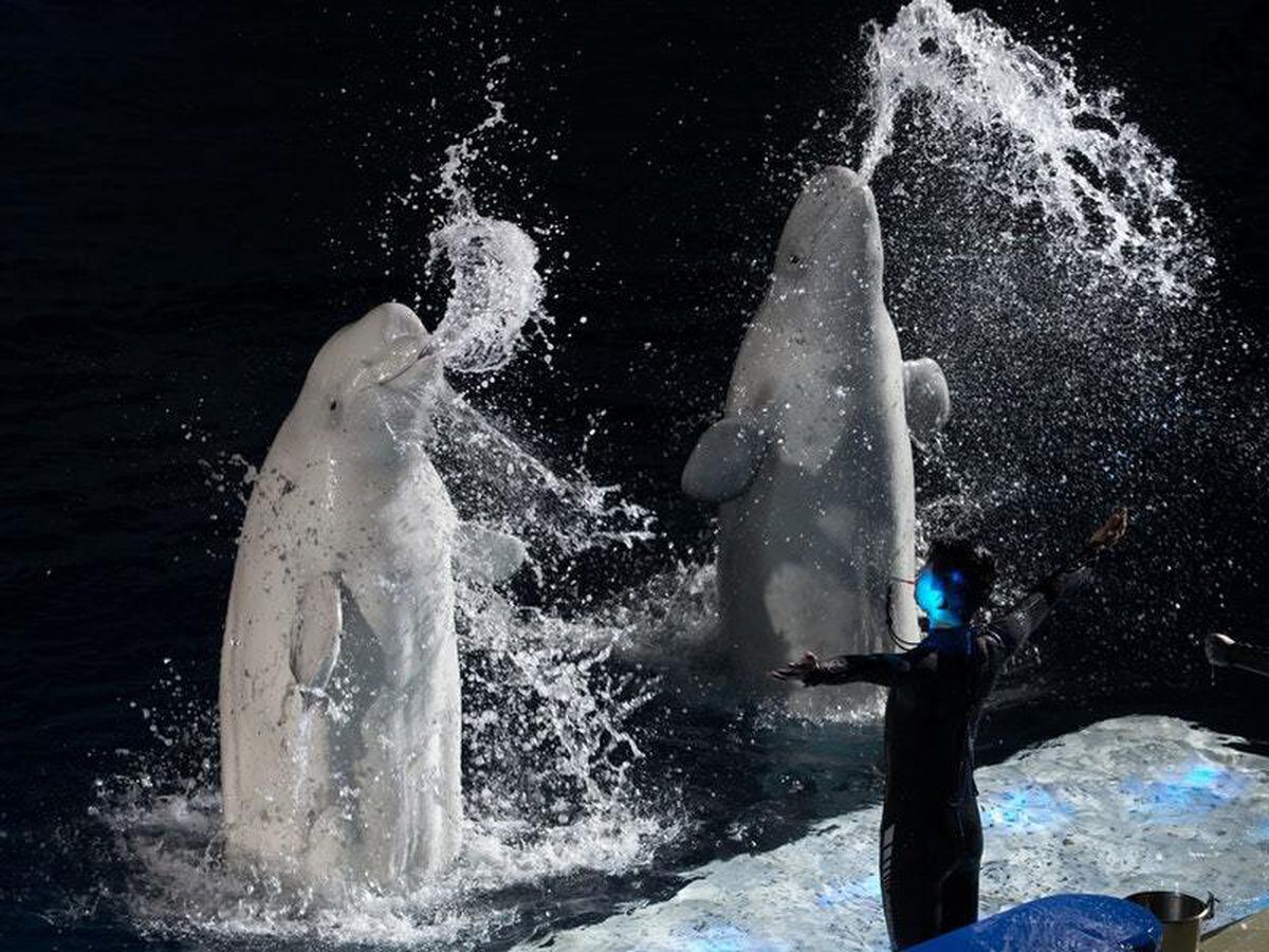 World’s first open water sanctuary created for beluga whales in ...