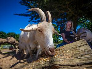 Picture By Peter Frankland. 28-05-22 Accidental Zoo open day. Charlotte Le Guilcher with some Golden Guernsey goats. This one is called Valerie. (30873515)