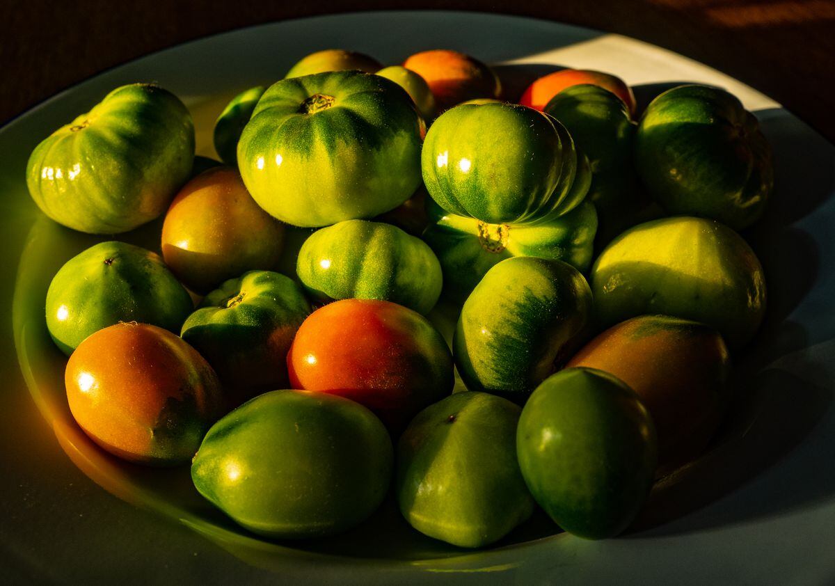 Bowl of Green Tomatoes. (Picture by Richard Leighton-Hammond, 31055463)