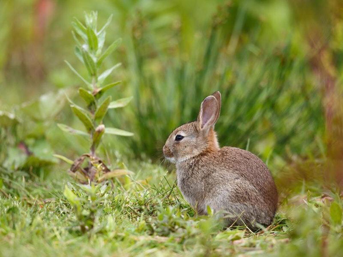 New ‘bodyguard bunny’ meme is here to protect you from your fears on ...