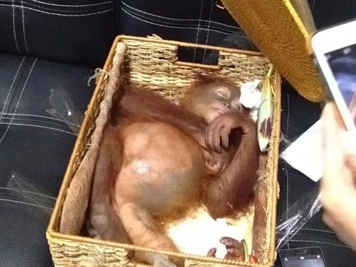 Russian arrested smuggling drugged orangutan  in Indonesia  