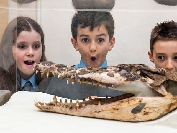Crocodile found under school floorboards goes on display