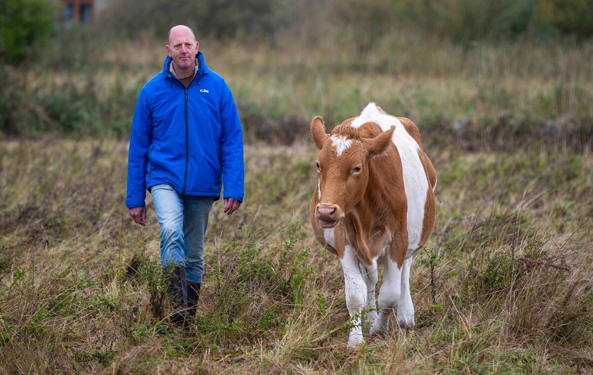 Dave Bartram, who has a long history of volunteering in the environmental sector and has been part of the Guernsey Conservation Volunteers for 23 years, is the new manager of La Societe Guernesiaise’s conservation herd. (Picture by Peter Frankland, 28769967)