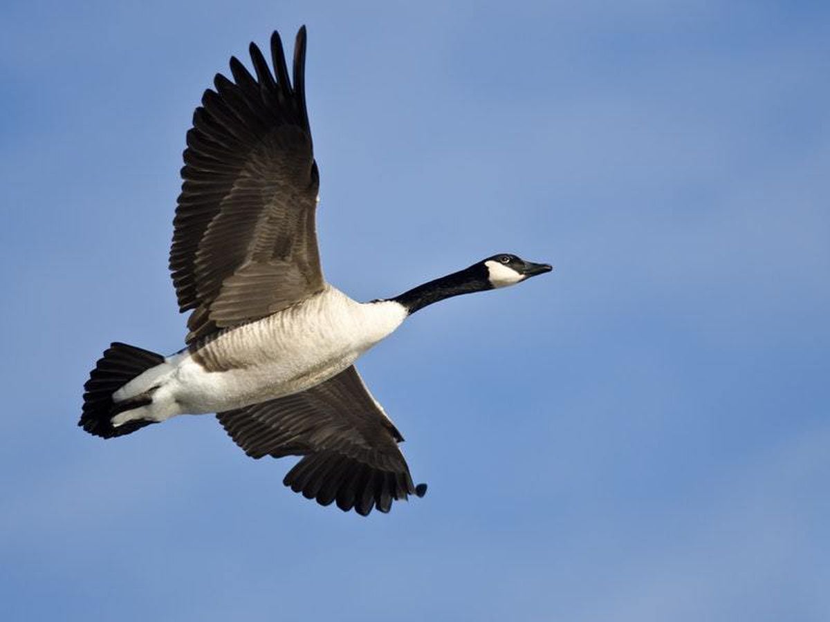 A goose interrupted a baseball game – and you won’t believe what ...