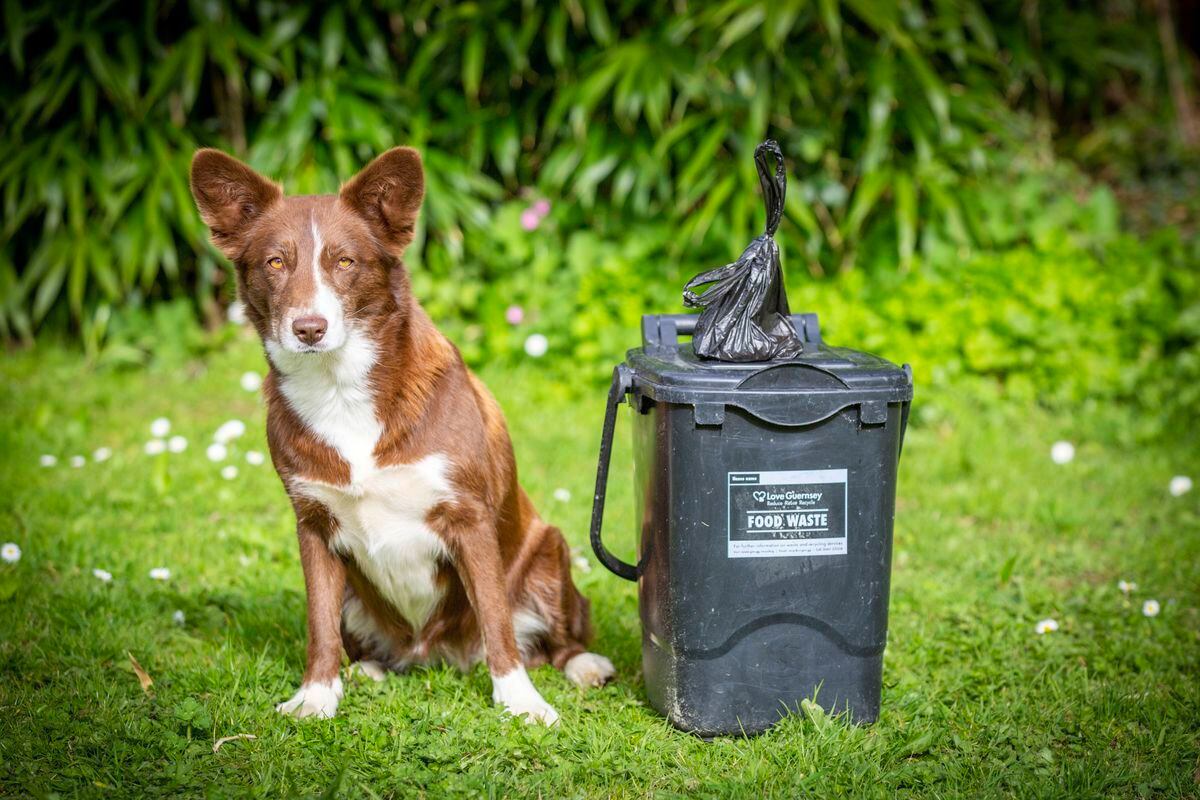 does dog poop go in green bin