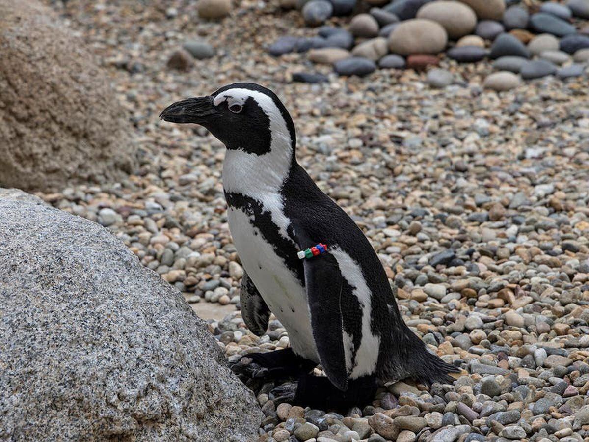 San Diego Zoo penguin fitted with orthopaedic footwear