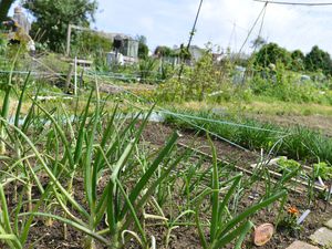 Turning old vinery sites into allotments would benefit Guernsey. (28422813)