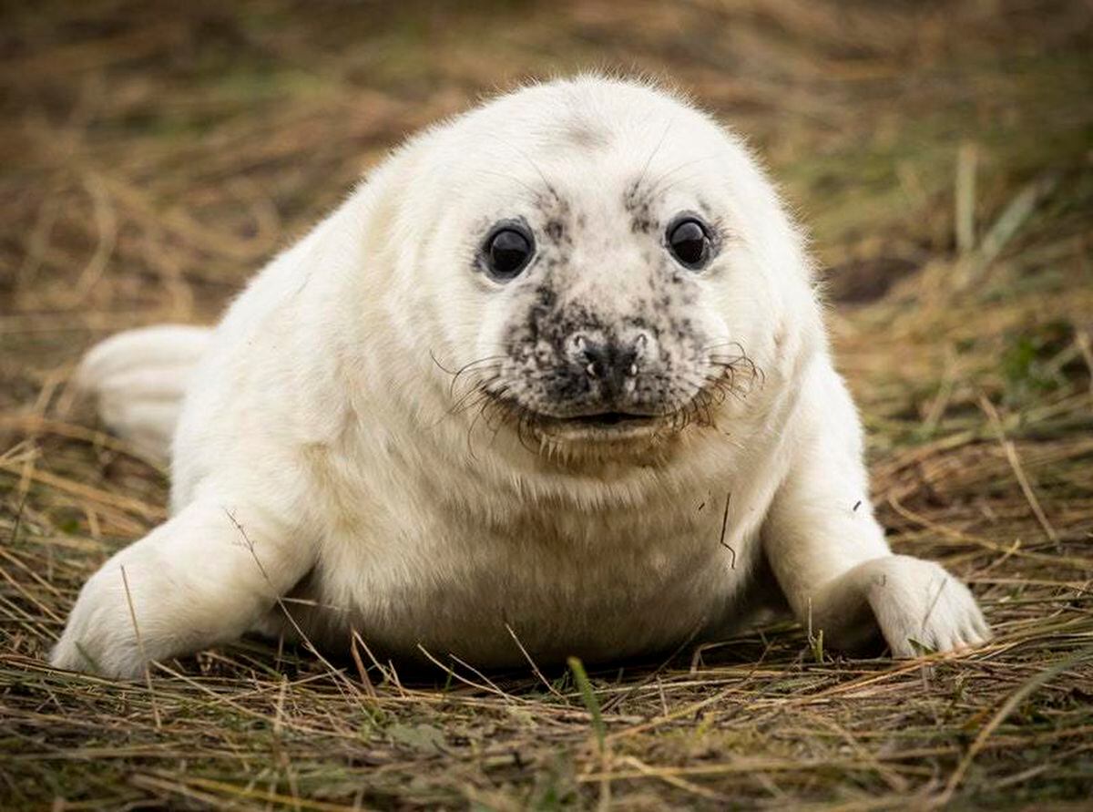 Grey seals arrive at Lincolnshire beach with newborn pups | Guernsey Press