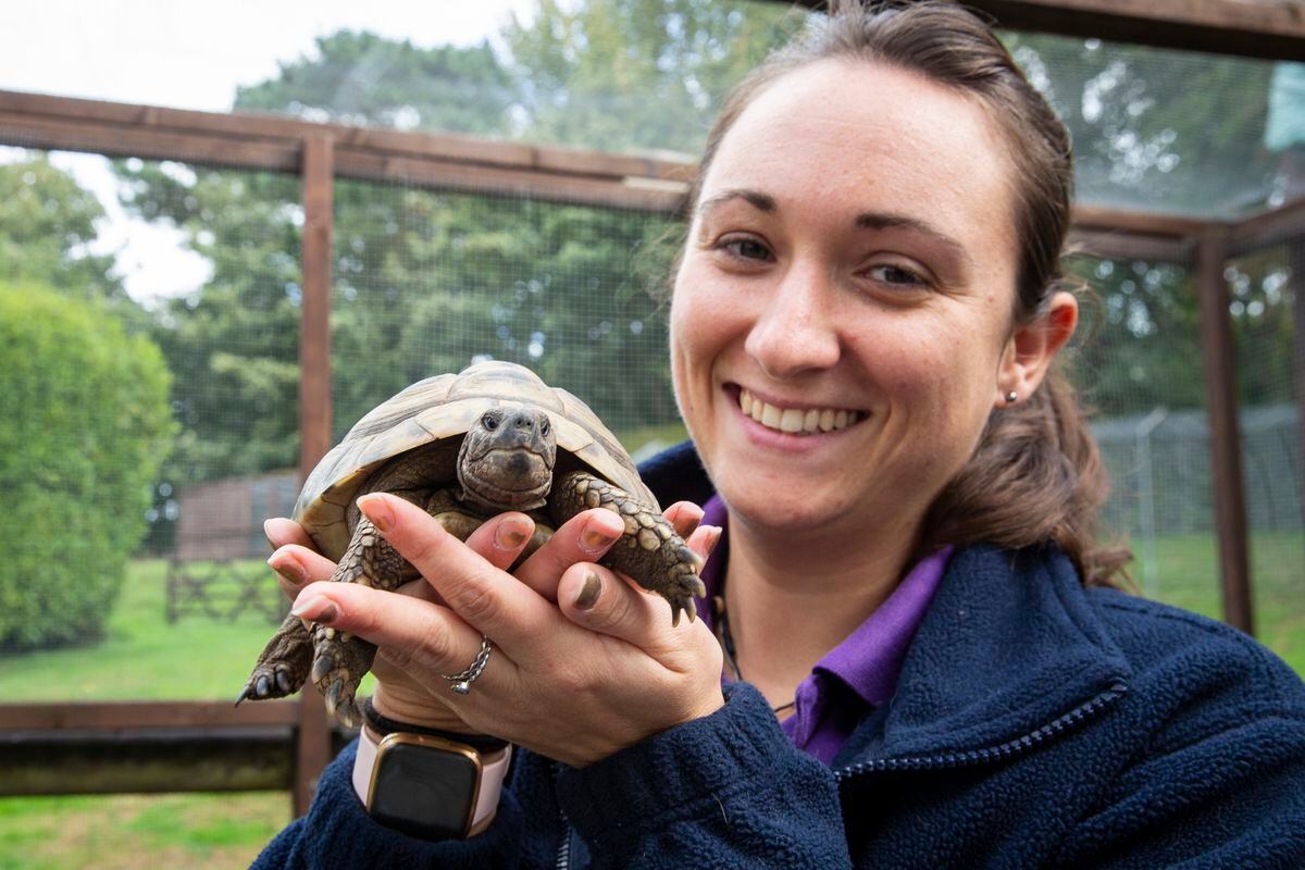 Could you give a tortoise a home? asks the GSPCA | Guernsey Press