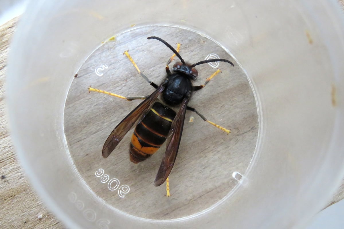 Asian Hornets Seen In Three Locations Guernsey Press