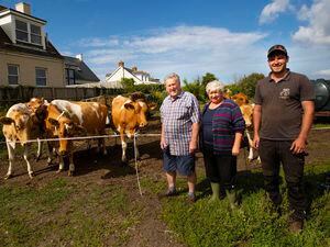 Carol Allett is retiring from full-time farming after 50 years and her herd of 14 cows is going to Sark to restart milk production there. Pictured with her are Roy Le Poidevin, left, and Ben Le Page. (Picture by Cassidy Jones, 29834197)