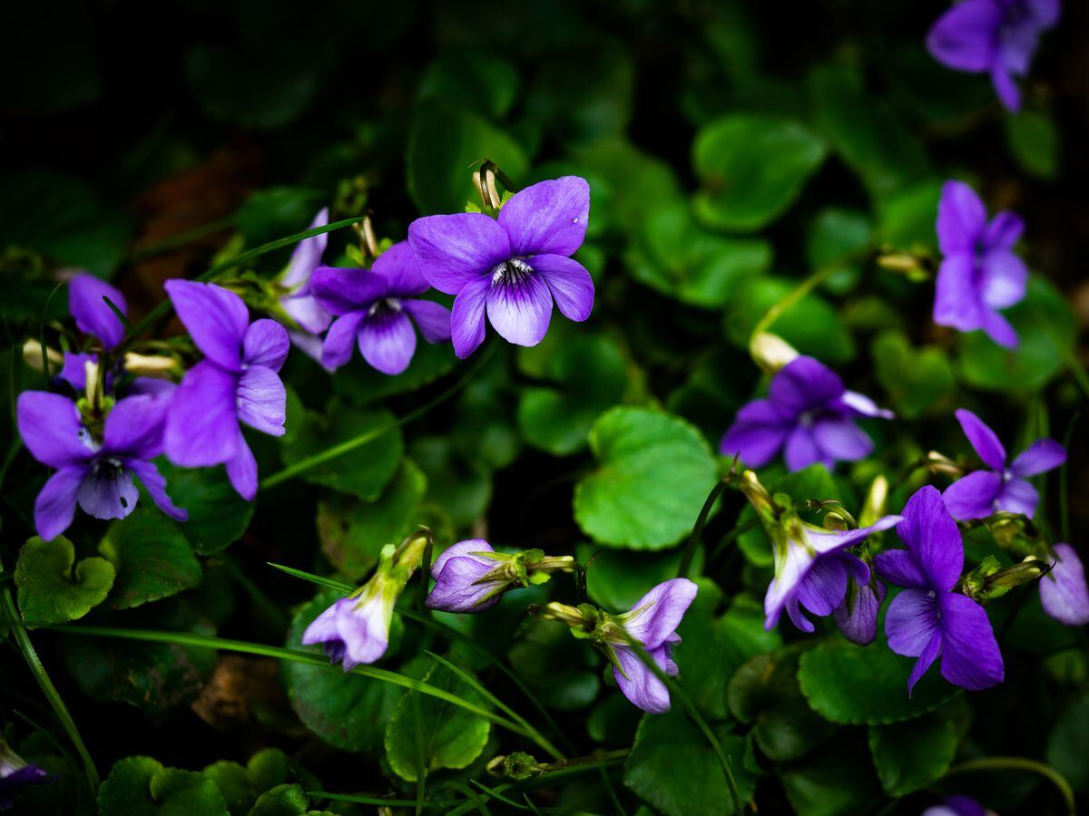 Guernsey violets. (Picture by Richard Leighton-Hammond) (30765343)