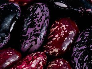 Scarlet Emperor and Madeira Maroon Beans. (Picture by Richard Leighton-Hammond) (31163514)