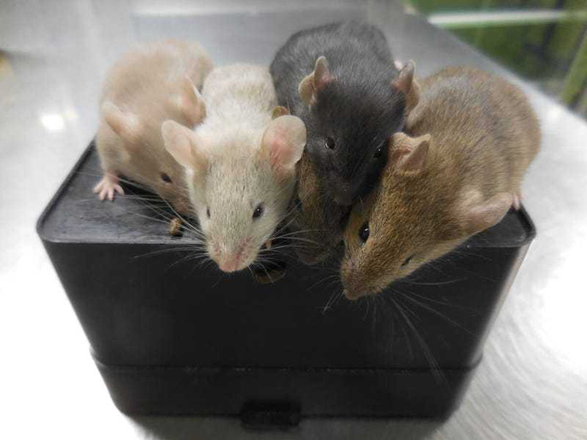 Scientists create mice using cells from two males for first time