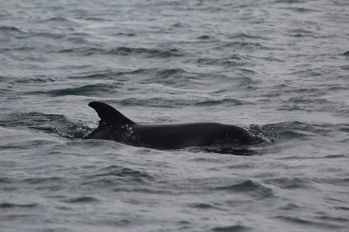 Bailiwick waters a ‘nursery ground’ for marine mammal | Guernsey Press