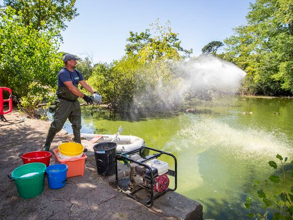 Dan Lloyd, the owner of D W Lloyd Ltd, throwing in Peridox, a disinfectant cleaner, into Saumarez Park pond after he offered his company’s services for free to try to revitalise the pond after it was affected by the falling water level. (Pictures by Luke Le Prevost, 31145667)