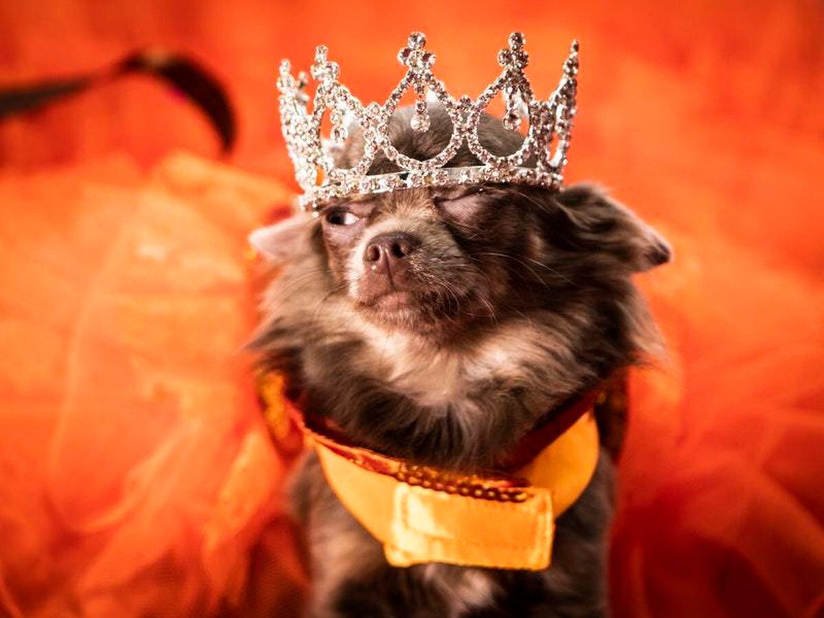 In pictures: Dogs wear crowns, tiaras and dresses for Furbabies dog ...