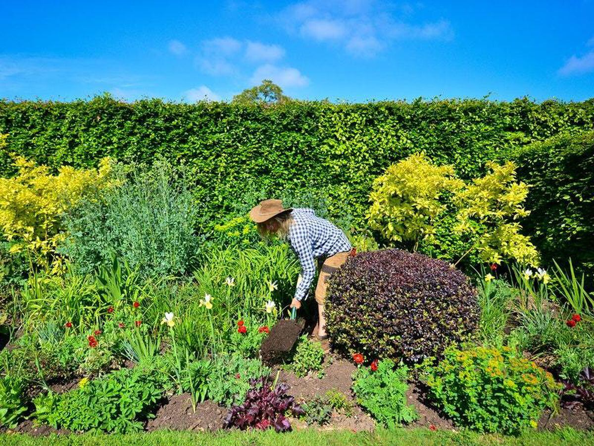 Peat makes up less than 50% of compost for first time – horticulture ...