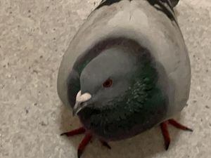 Poorly pigeons with neurological symptoms are being reported to the GSPCA in record numbers. Image by GSPCA. (30417443)