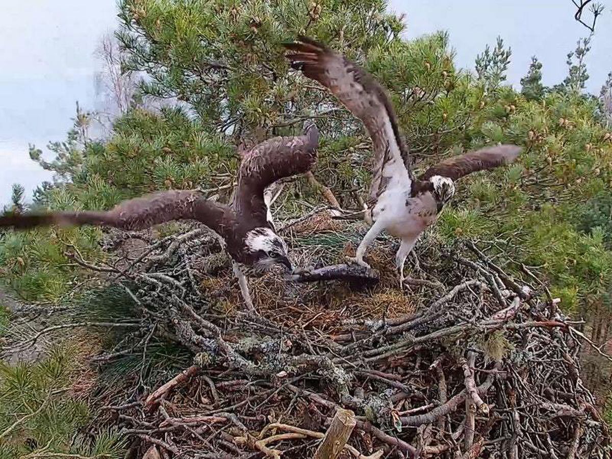 New Female Osprey Spotted At Nature Reserve Guernsey Press