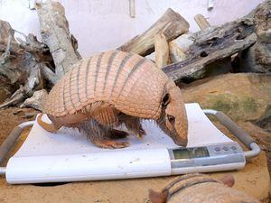 Armadillos on post-Christmas workout regime after piling on the pounds