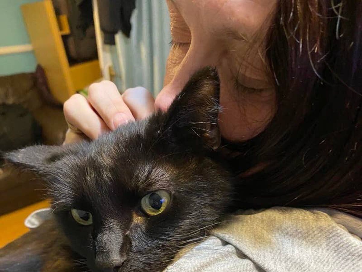 Woman reunited with missing cat after recognising his meow on phone call