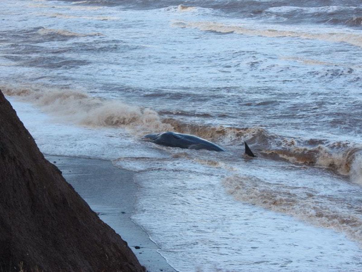 Whales washed up on East Yorkshire beach | Guernsey Press