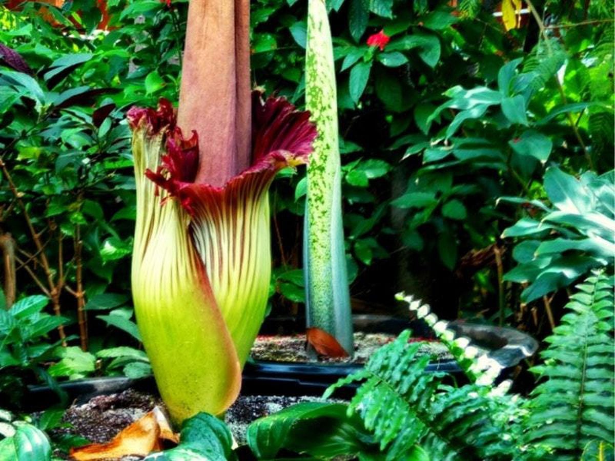 Watch time lapse of rare foul smelling plant as it blooms at Toronto