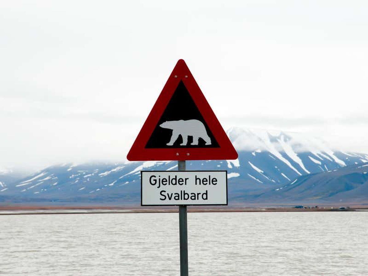 Tourist injured in polar bear attack on Norwegian island
